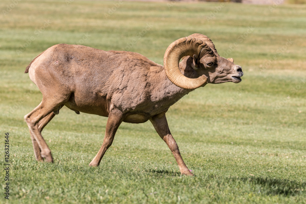 Desert Bighorn Sheep Ram in Rut Desert Bighorn Sheep Ram in Rut