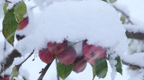 Onset of winter, close up of apples covered with snow