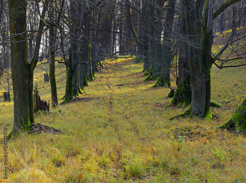 Old tree, Park and deer park around the castle Hukvaldy autumn, Czech Republic photo