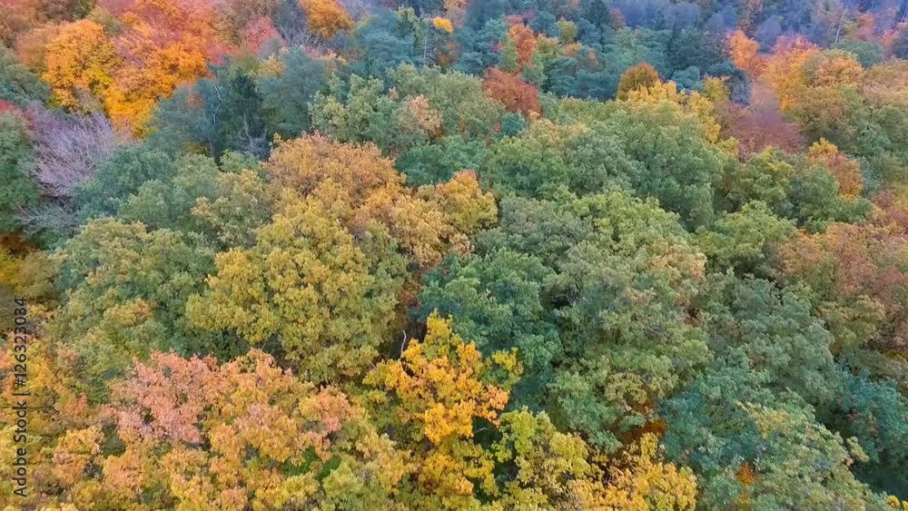 german autumn forest german autumn forest