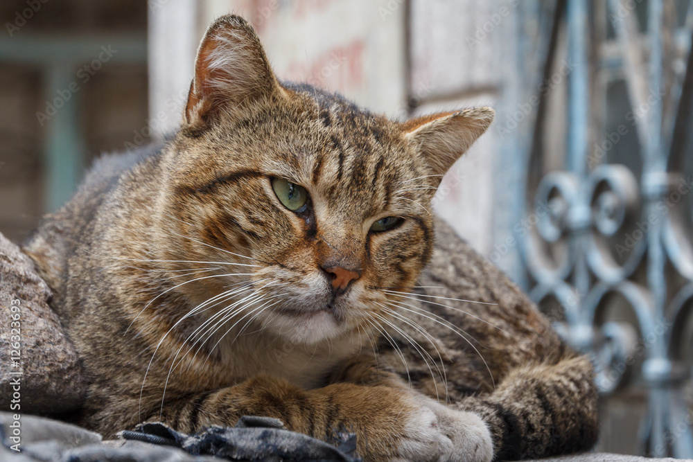 Old cat found on the streets of Izmir, Turkey