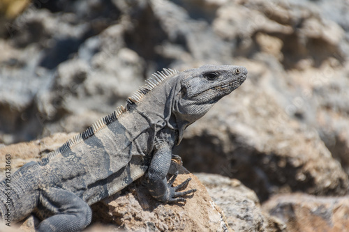 Iguana on the rocks of Isla Mujeres island near Cancun  Mexico