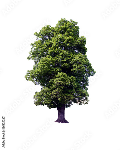 Oak tree over white background