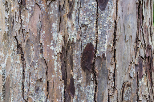 Tree Crust Close up