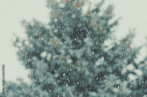 Winter, blur spruce trees, bokeh, falling snow © fotolesnik