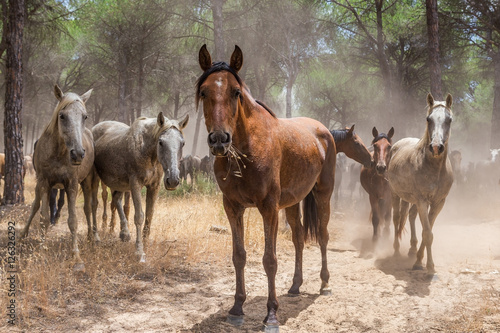 Tired horse pasture to rest after baptism.