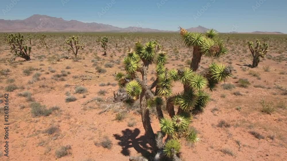 An aerial shot of joshua tree cactus in nevada desert An aerial shot of joshua tree cactus in nevada desert