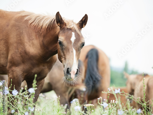 foal with herd at the pasture. © anakondasp