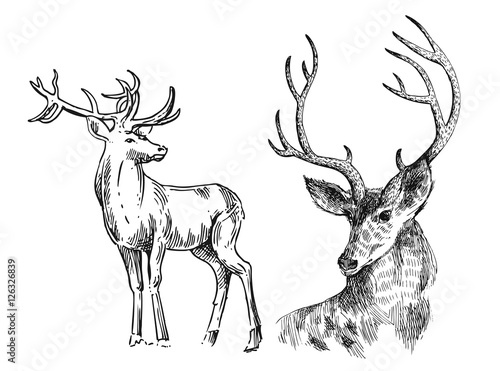 Hand drawn vector illustration sketch of deer
