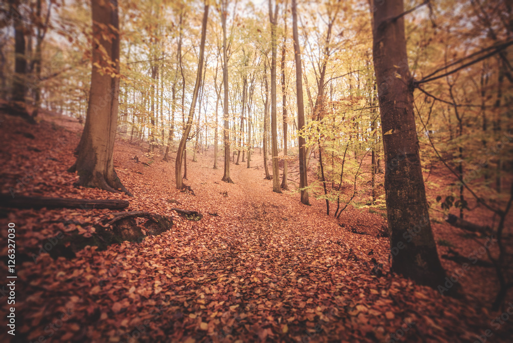 Weg im Herbstwald