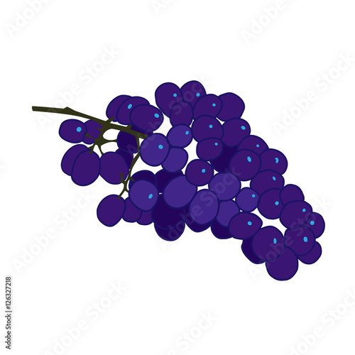 Purple burgundy and blue grape vector flat illustration on white background.