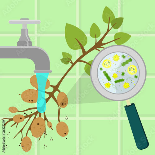 Contaminated potato tree being cleaned and washed in a kitchen. Microorganisms, virus and bacteria in the vegetable enlarged by a magnifying glass. Running tap water.