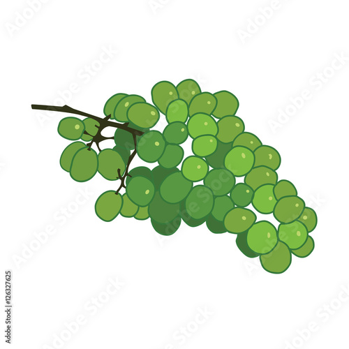 Green wine grape vector flat illustration on white background.
