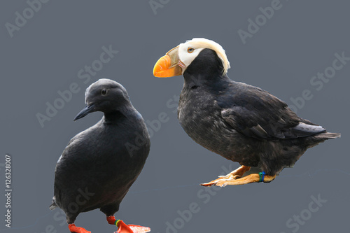 Tufted puffin, and Pigeon Guillemot photo
