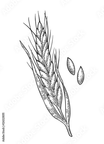 Ear of wheat, barley and grain malt. Vector vintage engraved illustration.