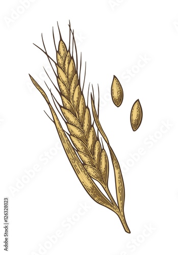 Ear of wheat, barley and grain malt. Vector vintage engraved illustration.