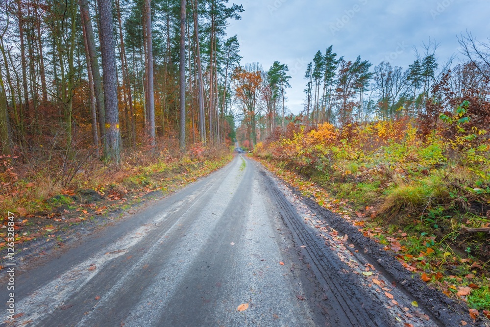 Fototapeta premium Beautiful wild fall forest with vibrant colors