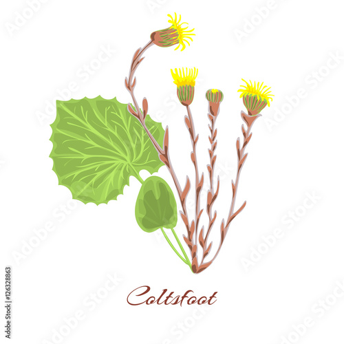 Coltsfoot flower vector photo