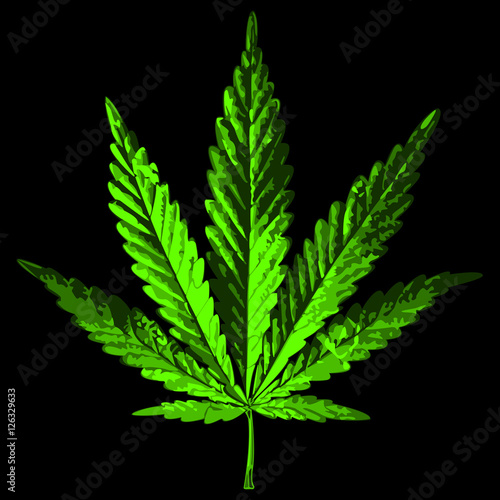 leaf cannabis