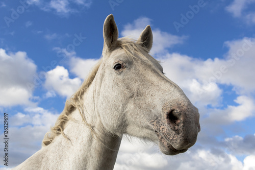 Portrait of beautiful white horse under a cloudy blue sky