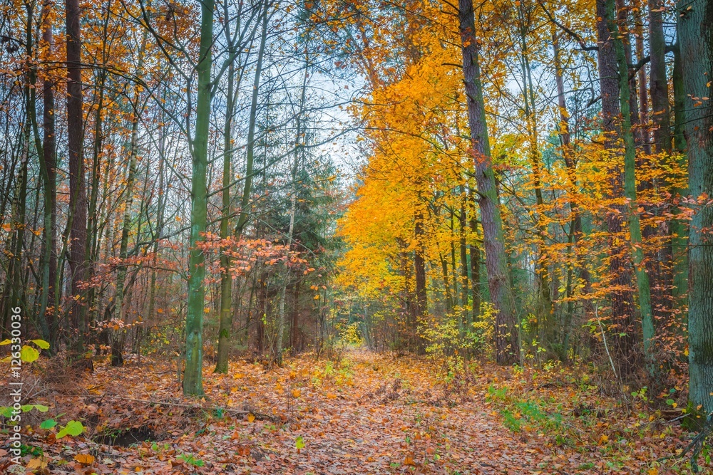 Obraz premium Beautiful wild fall forest with vibrant colors