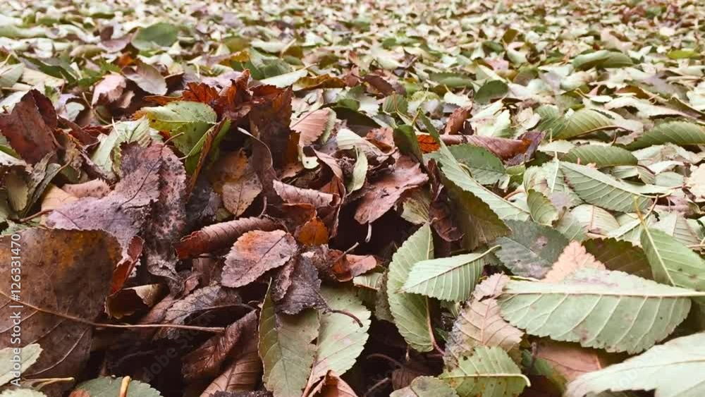 yellow leaves autumn are on the ground lie on the ground background nature yellow leaves autumn are on the ground lie on the ground background nature