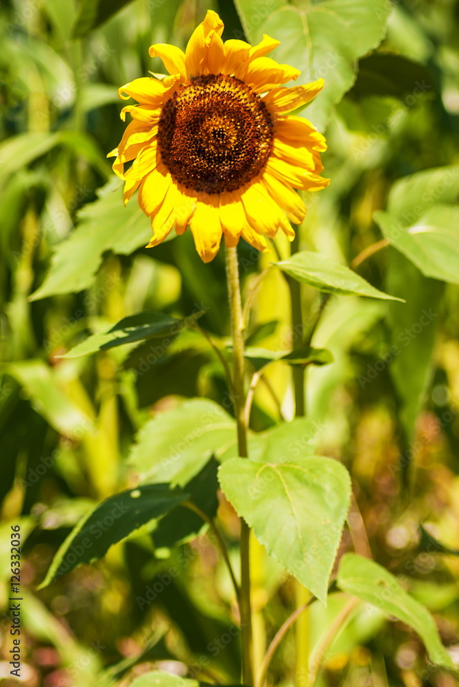 Yelllow sunflowers at rural area meadow landscape Yelllow sunflowers at rural area meadow landscape