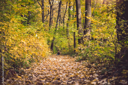 Autumn forest trail