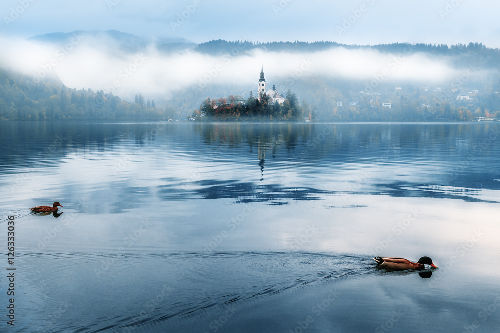 Fototapeta premium Bled lake, Slovenia. With ducks on foreground.