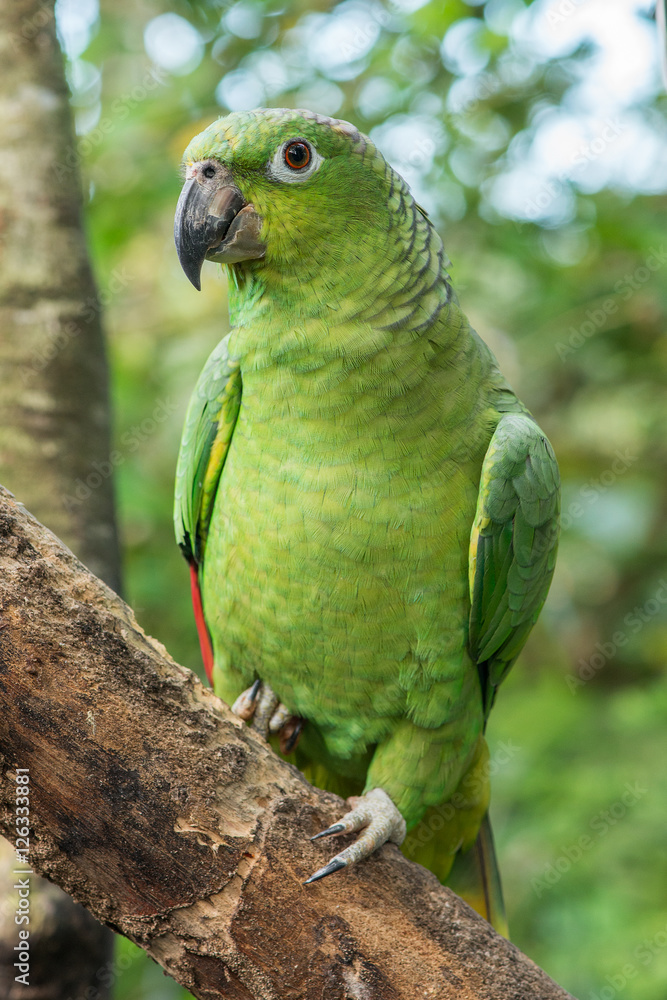 Green amazon parrot sitting on a branch with a forest background
