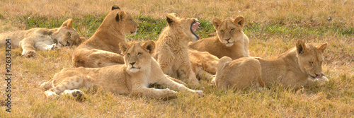 Lions resting in the late afternoon sun, National Park, South Africa