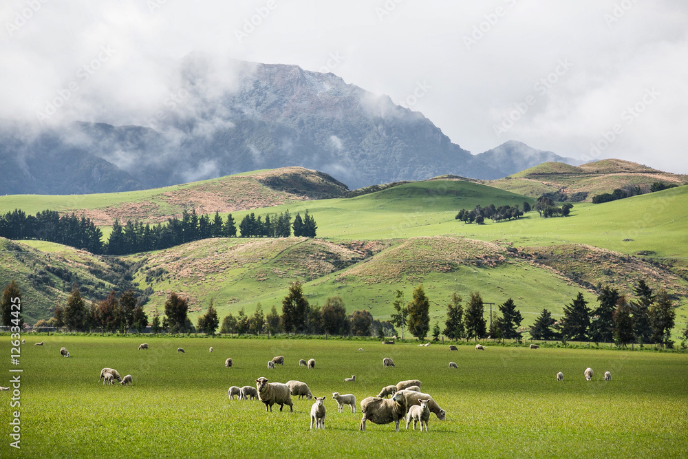 Early morning landscape with green grass fields and fantastic trees and fog in Iceland Early morning landscape with green grass fields and fantastic trees and fog in Iceland