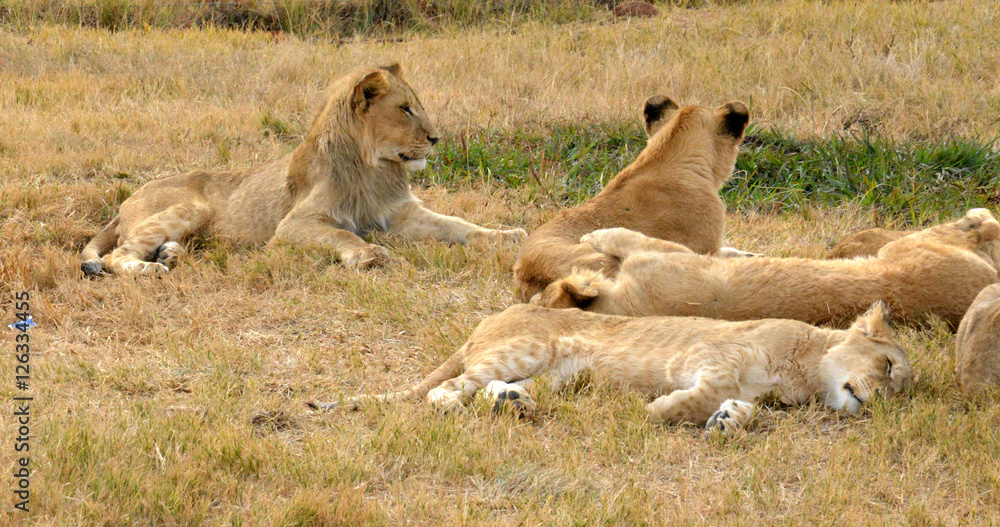 Fototapeta premium Lions resting in the late afternoon sun, National Park, South Africa