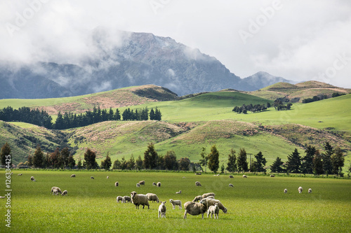 Early morning landscape with green grass fields and fantastic trees and fog in Iceland