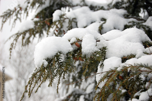 Japanese hemlock branches covered in snow