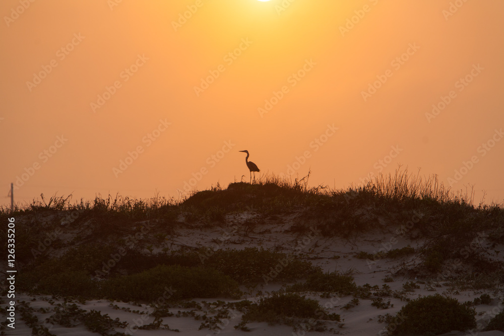 Sunset and Great Blue Heron