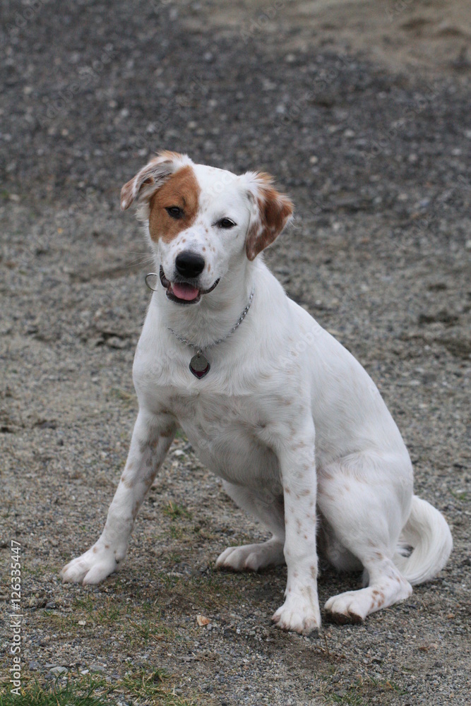 white dog with red patch sitting