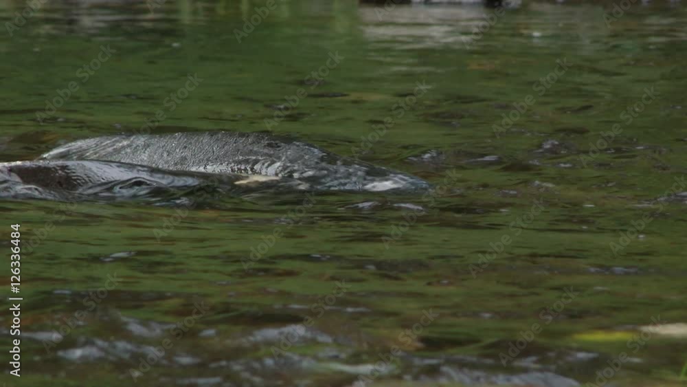 Salmon find shallow water for yearly spawning in fresh Washington State river. Salmon find shallow water for yearly spawning in fresh Washington State river.