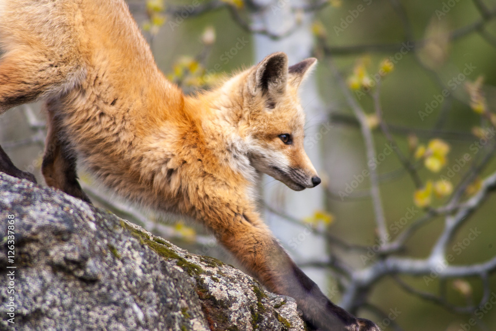 Fototapeta premium Red Fox on rock stretching
