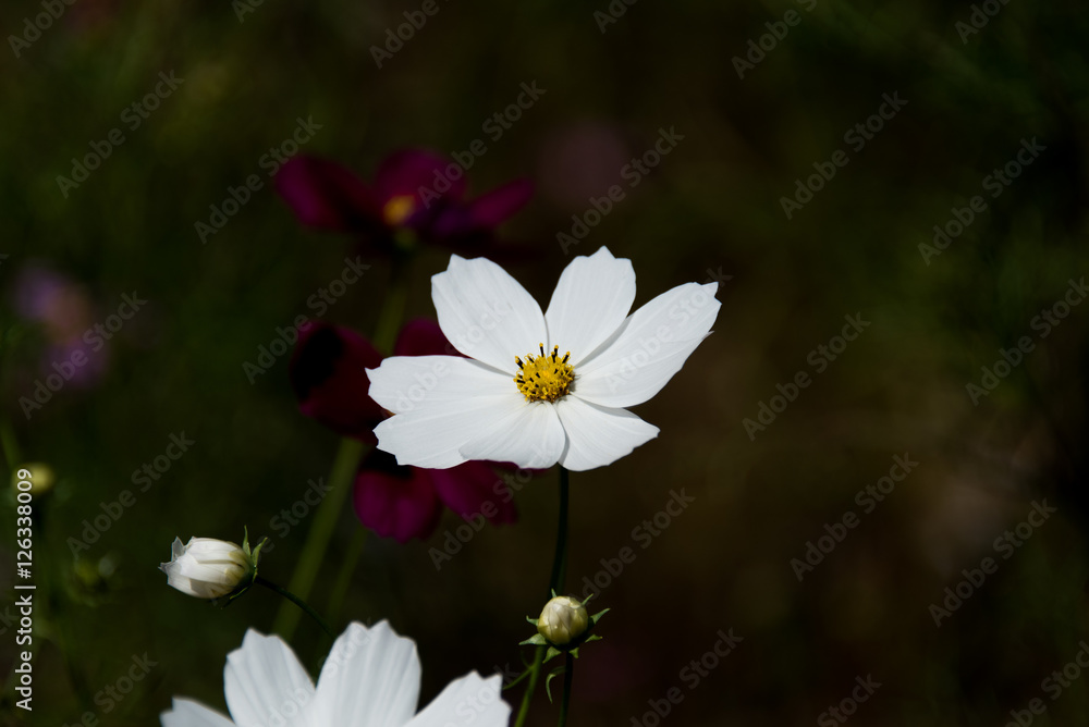 Cosmos bipinnatus Cosmos bipinnatus