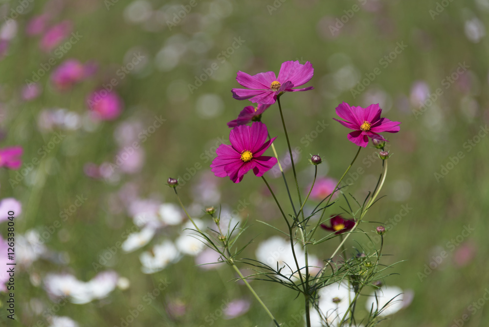 Cosmos bipinnatus Cosmos bipinnatus