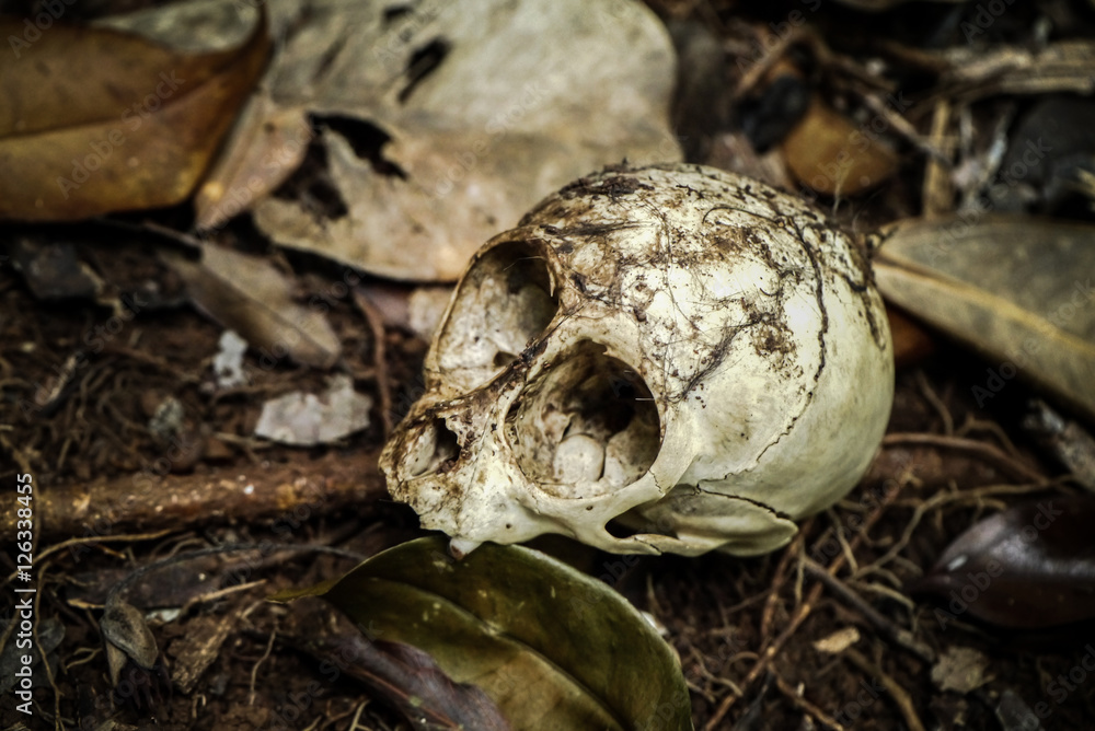 The animal skull in the woods. The animal skull in the woods.