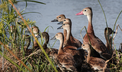 Black Bellied Tree Duck