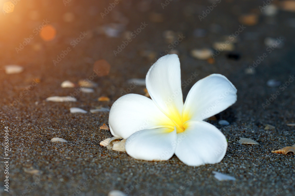 white and yellow frangipani flowers on the beach.