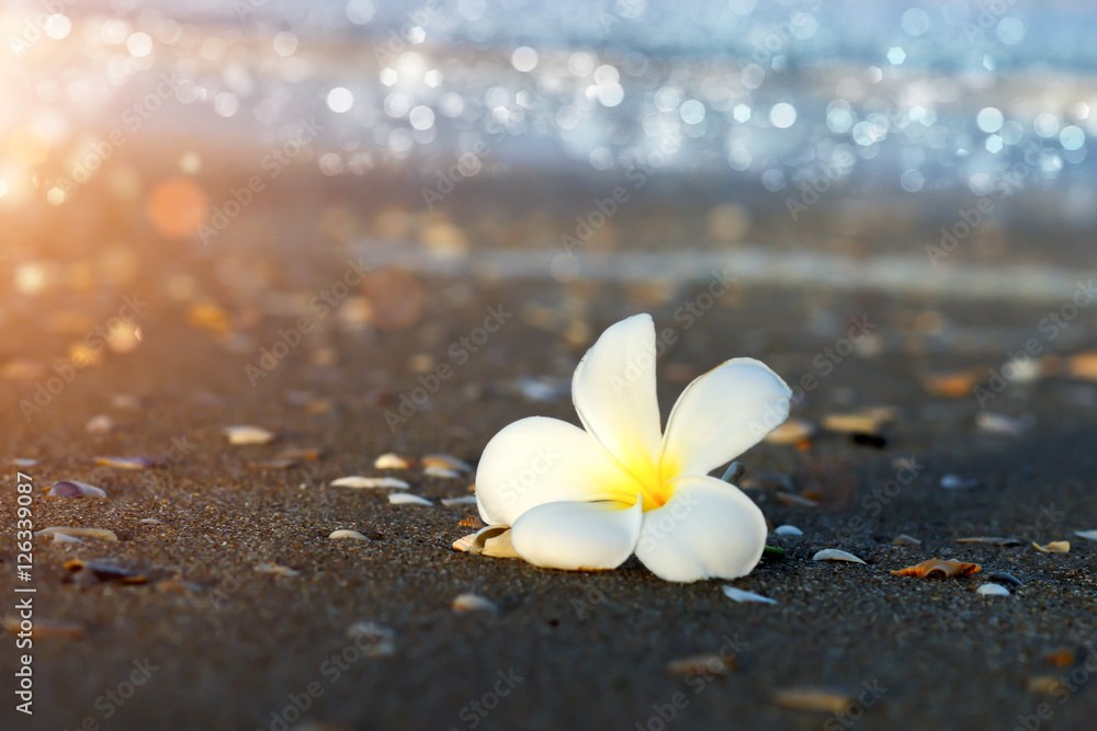 white and yellow frangipani flowers on the beach. white and yellow frangipani flowers on the beach.