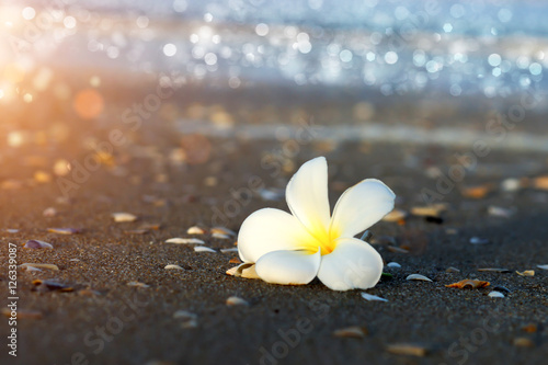 white and yellow frangipani flowers on the beach.