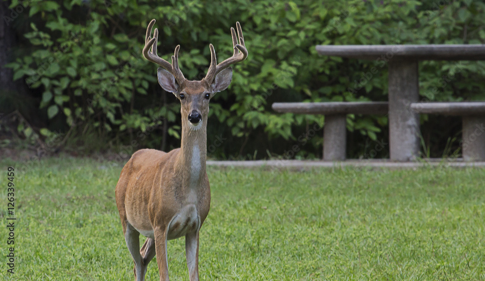 White Tailed Deer White Tailed Deer