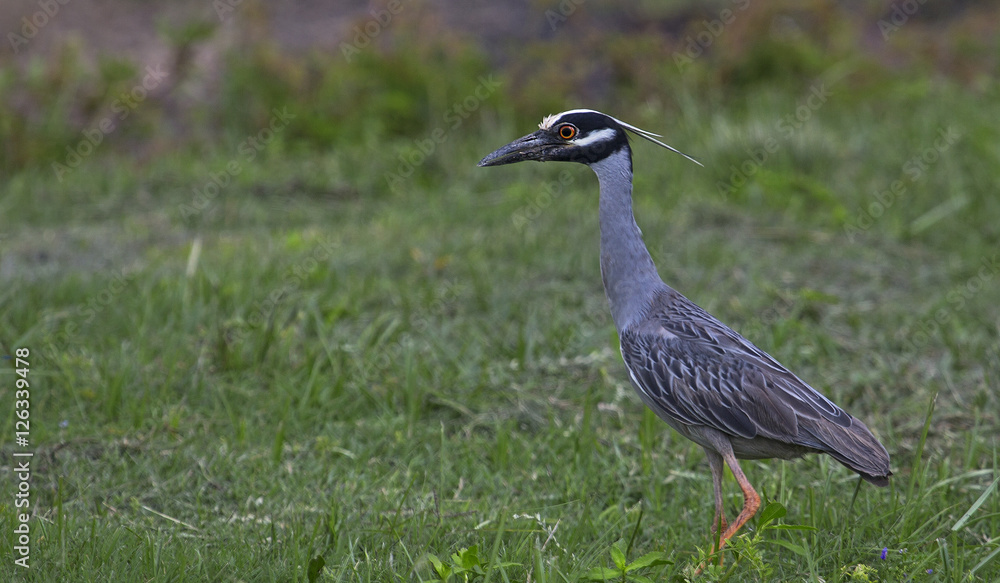 Naklejka premium Yellow Crowned Night Heron