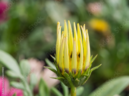 Corolla of Yellow White Gazania