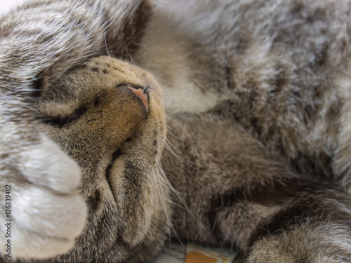 The Tabby Cat Sleeps Forehead